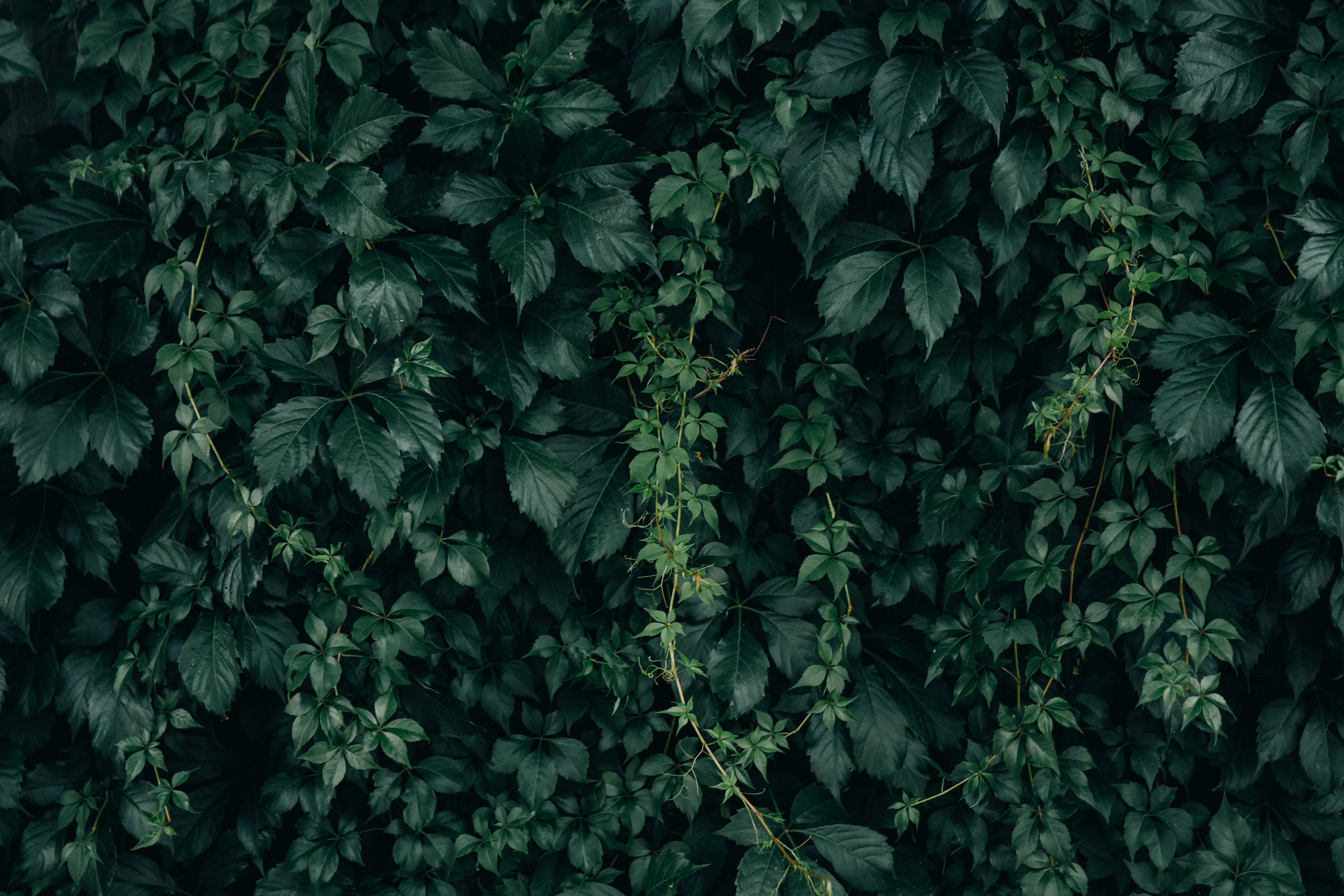Your Home and Garden Sanctuary