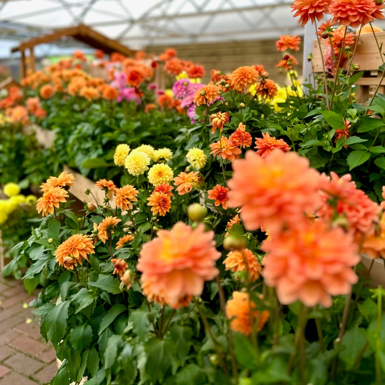 PLANTS